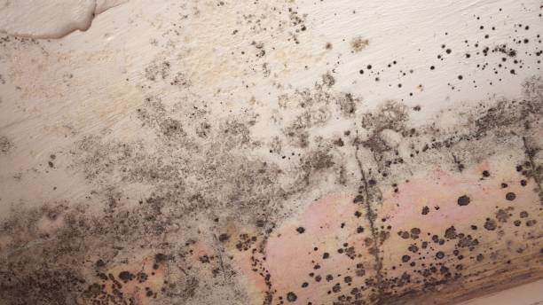 Best Black Mold Removal  in St Andrews, SC